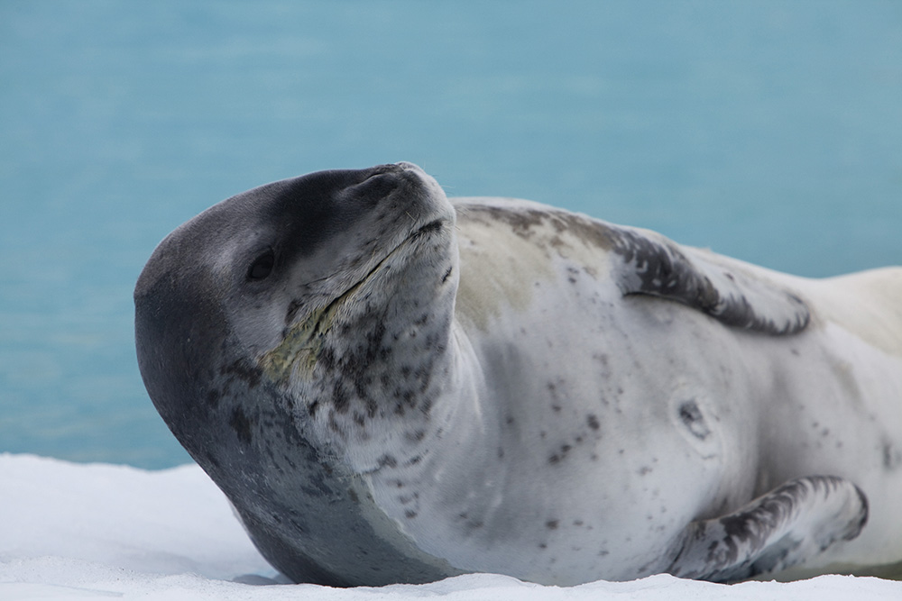 Leopard Seal Close up on the fluffy face of a fearsome leopard seal at rest on an ice floe